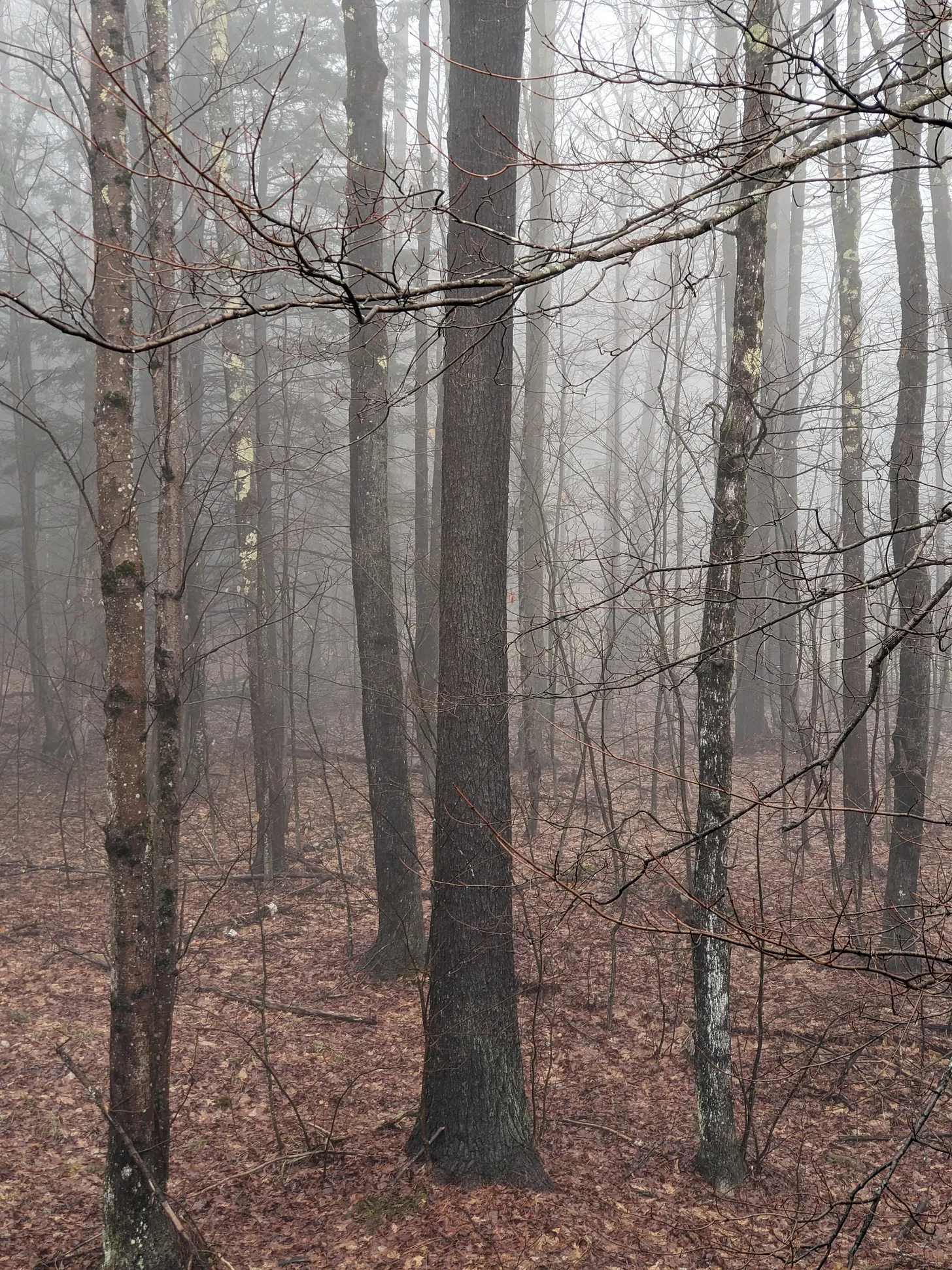 Foggy forest with bare trees and leaves.