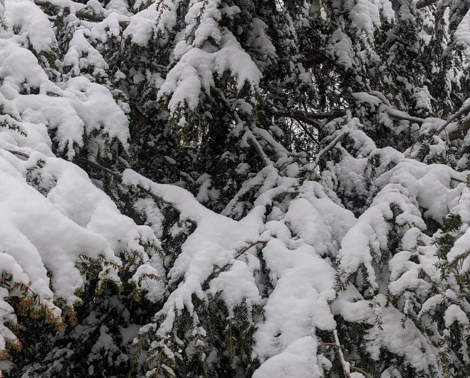 Snow-covered evergreen branches in a forest.