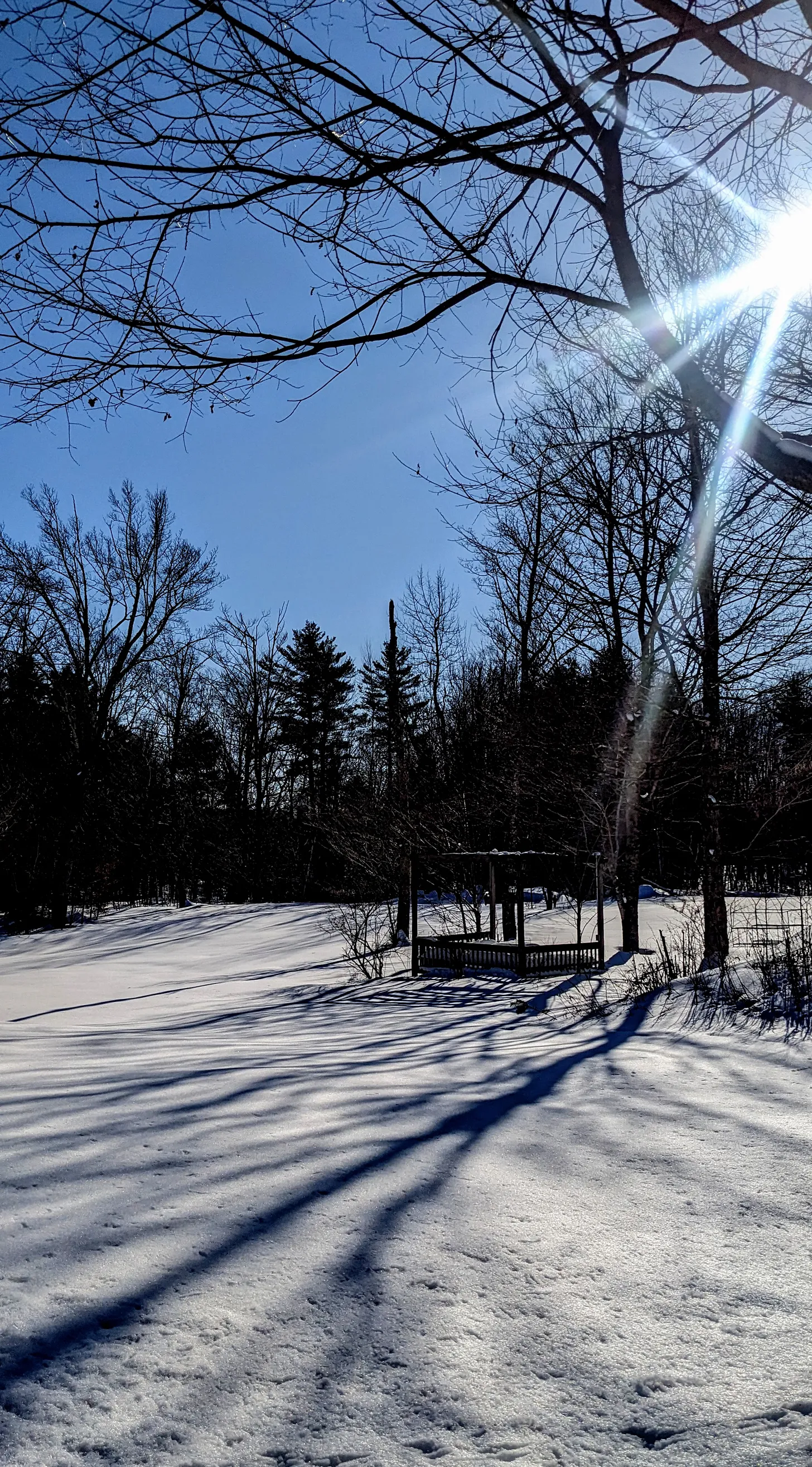 Snowy landscape with trees and sunlight.