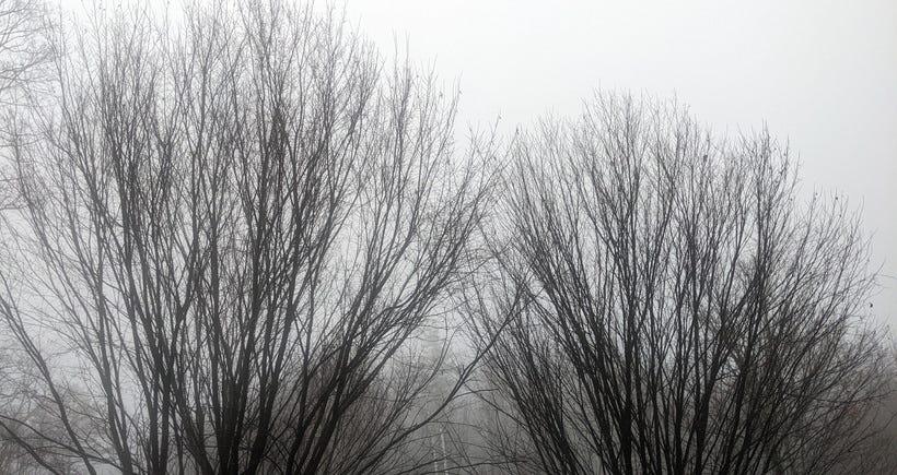 Bare trees against a foggy sky.