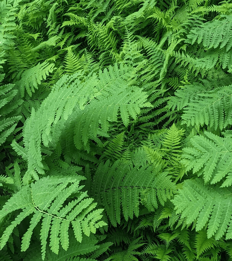 Green-ferns-scaled 1