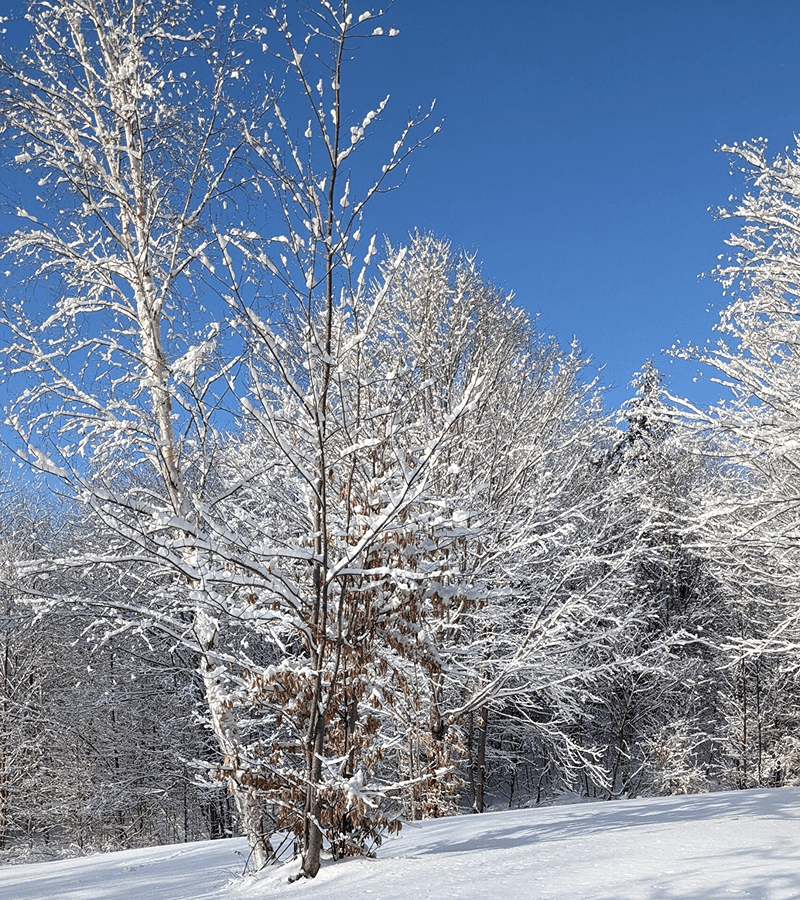 stunning-bright-snowy-field 1